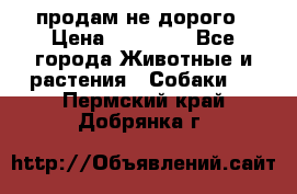 продам не дорого › Цена ­ 10 000 - Все города Животные и растения » Собаки   . Пермский край,Добрянка г.